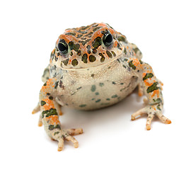 Image showing toad sitting