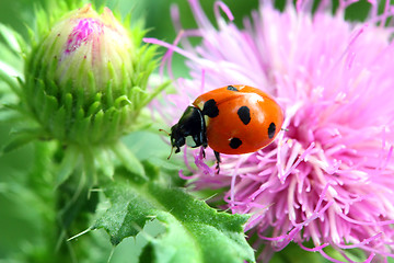 Image showing ladybug on flower macro