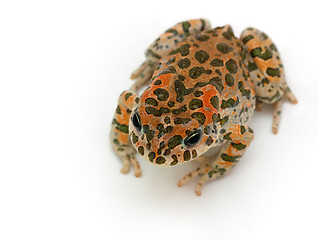 Image showing toad sitting