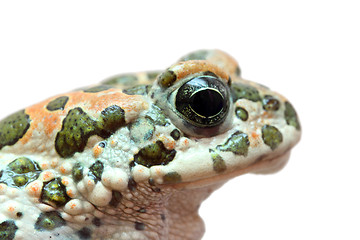 Image showing toad macro portrait