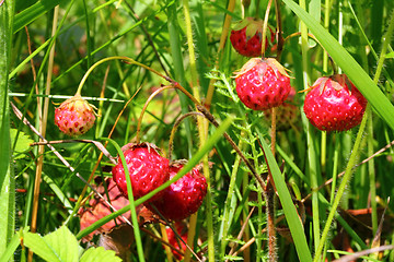 Image showing wild strawberry close-up