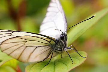 Image showing butterfly on green leaf macro