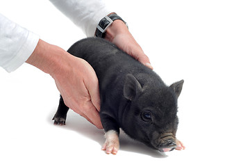 Image showing little piggy