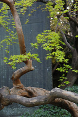 Image showing zen maple