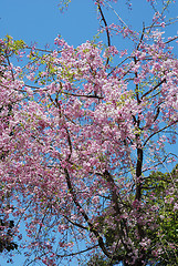 Image showing blossom cherry