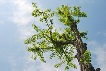 Image showing Ginkgo tree