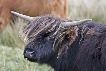 Image showing dark highland cattle