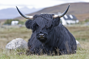 Image showing young brown highland cattle