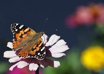 Image showing butterfly 