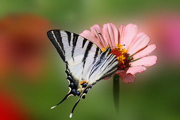 Image showing butterfly on flower