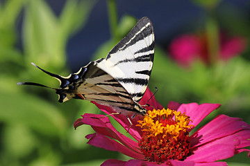 Image showing butterfly on flower