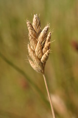 Image showing Wild Grass