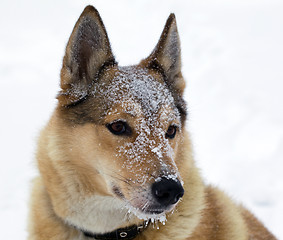 Image showing Muzzle of hunting dogs in the snow