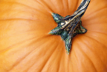 Image showing Pumpkin