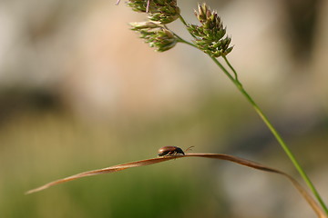 Image showing Insect on Grass