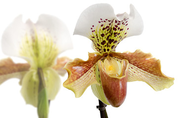 Image showing Close up of orchid (Paphiopedilum Maudiae) 