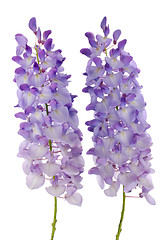 Image showing Wisteria flowers