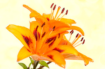 Image showing Orange lily flowers