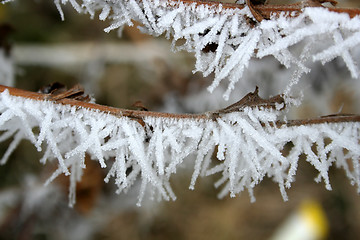 Image showing Hoarfrost