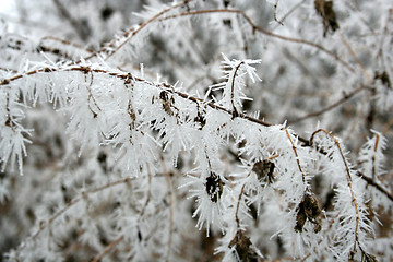 Image showing Hoarfrost