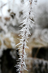 Image showing Hoarfrost