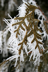 Image showing Hoarfrost