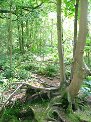 Image showing Tree with exposed roots.