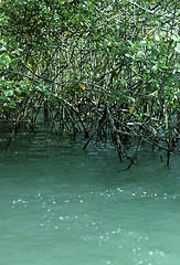 Image showing Mangrove in Costa Rica