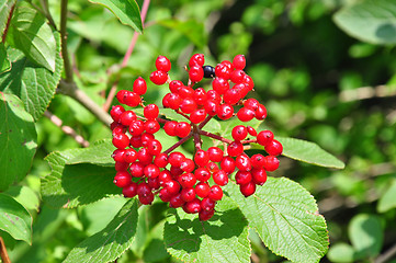 Image showing Wayfaring tree (Viburnum lantana)