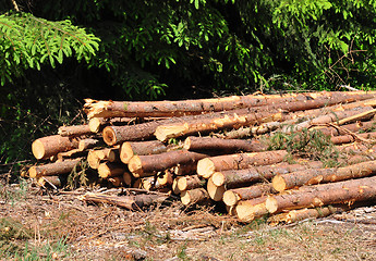 Image showing Wood logs