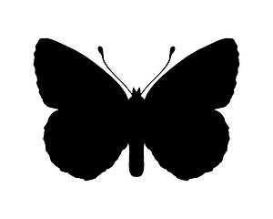 Image showing Butterfly