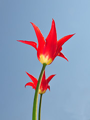 Image showing Red tulips