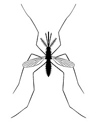 Image showing Midge