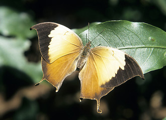 Image showing Tropical butterfly