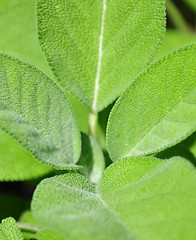 Image showing Sage leaves