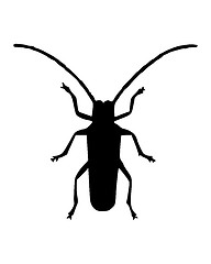 Image showing Long horn beetle