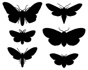 Image showing Moths