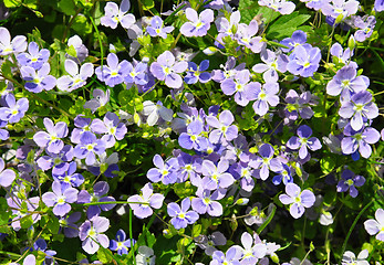 Image showing Slender speedwell (Veronica filiformis)