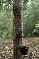 Image showing Rubber tree (Hevea brasiliensis)