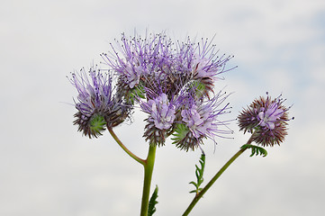 Image showing Phacelia, Scorpionweed (Phacelia tanacetifolia)