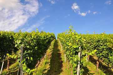 Image showing Vineyard