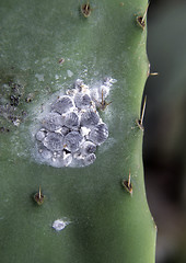 Image showing Cochineals (Dactylopius coccus) on Opuntia cactus