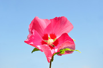 Image showing Hibiscus flower