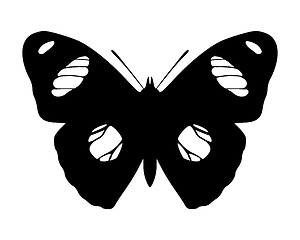 Image showing Butterfly