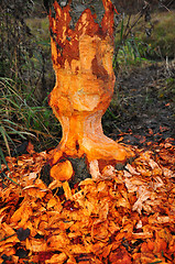 Image showing Beaver tree