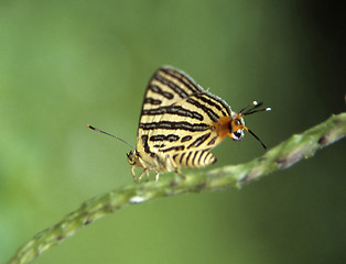 Image showing Tropical butterfly with false head