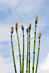 Image showing Horsetail (Equisetum)