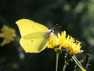 Image showing Common Brimstone (Gonepteryx rhamni)