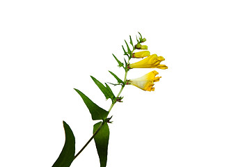 Image showing Common Cow-wheat (Melampyrum pratense)