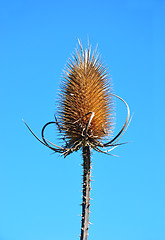 Image showing Fuller's teasel (Dipsacus fullonum)